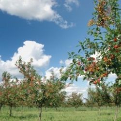 In orchards against bird attacks on soft flesh In orchards against bird attacks on soft flesh