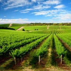 Vineyards are the main target of Starlings invasions. Vineyards are the main target of Starlings invasions.