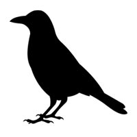 Raven and crow