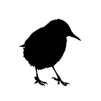 Starling