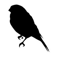 Sparrow