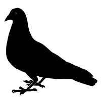 Pigeon/ Dove